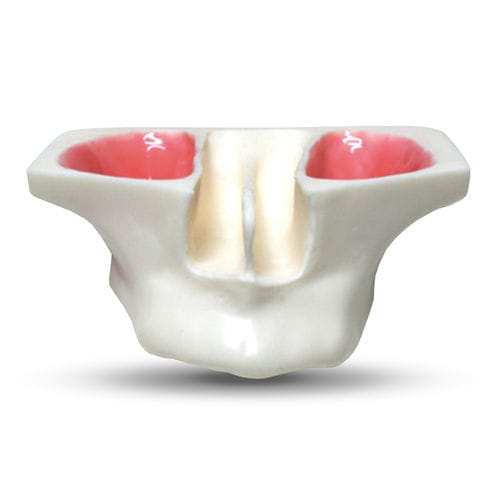 Modelo anatômico serosa - E20 - GF DENTAL - sinusal / de maxilares / para procedimentos de ORL