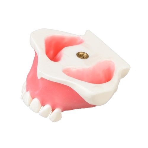 Modelo anatômico serosa - E23 - GF DENTAL - de dentes / de maxilares / para ensino