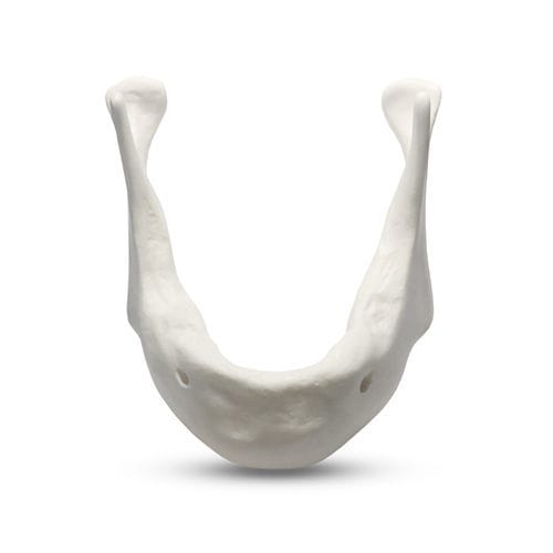Modelo de mandíbula - E81/L - GF DENTAL - de maxilares / para implantodontia / para ensino