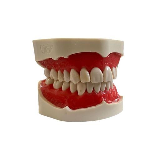 Modelo anatômico de dentição - E02/N - GF DENTAL - para procedimentos odontológicos / para cirurgia odontológica / de demonstração