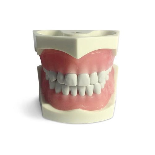 Modelo de dente - E03N - GF DENTAL - para profilaxia dentária / para prótese dentária / para treinamento