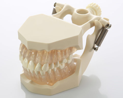 Modelo de dente - DM05 - GF DENTAL - de gengiva / de canal radicular / odontológico