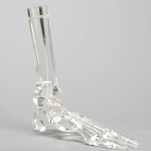 Modelo de osso - 1701-529-5  - Sawbones/Pacific Research Labs - de pé / de tíbia / de perônio