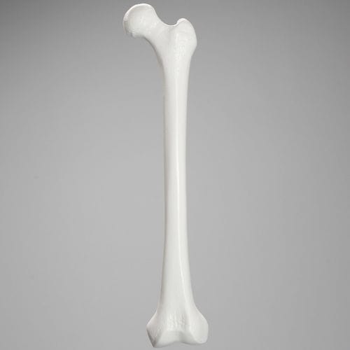 Modelo anatômico de fêmur - 1103  - Sawbones/Pacific Research Labs - para ensino / em material plástico