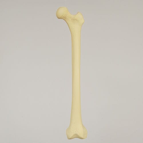 Modelo anatômico de fêmur - 1100 - Sawbones/Pacific Research Labs - para ensino / em espuma