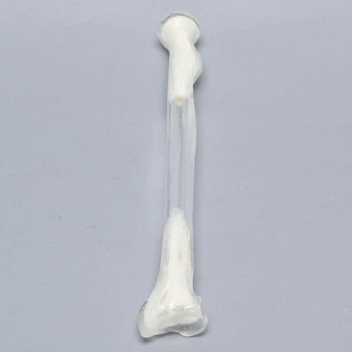 Modelo anatômico de rádio - 1005-5 - Sawbones/Pacific Research Labs - em material plástico / transparente