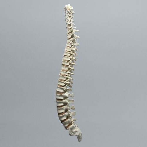 Modelo de raquis - 1323-40 - Sawbones/Pacific Research Labs - para escoliose / em espuma / flexível