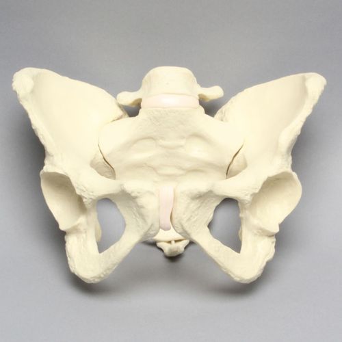 Modelo de pelve - 1302-22 - Sawbones/Pacific Research Labs - de articulação / de vértebras / de cóccix