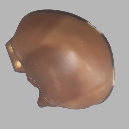 Modelo de osso - 3439 - Sawbones/Pacific Research Labs - de crânio / em espuma