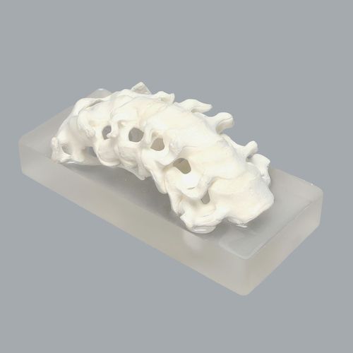 Modelo de raquis - 1326-53 - Sawbones/Pacific Research Labs - de coluna cervical / cervical / de músculos cervicais