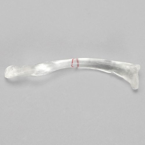Modelo anatômico de clavícula - 1020-2-1 - Sawbones/Pacific Research Labs - em material plástico
