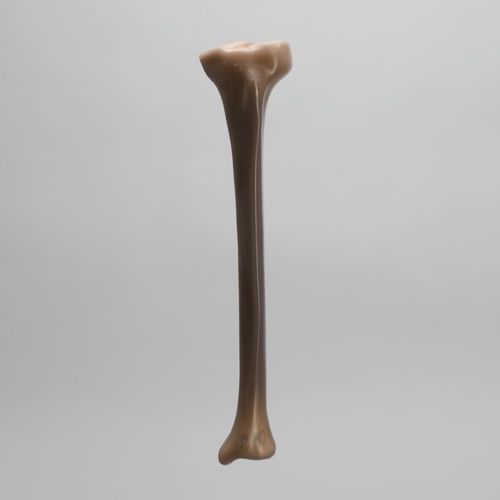 Modelo de osso - 3402 - Sawbones/Pacific Research Labs - de tíbia / em espuma