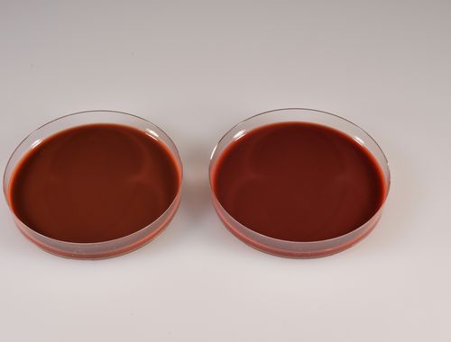 Reagente de gel de ágar - CHOCOLATE EUGON - Biomed Diagnostics, Inc. - para laboratório veterinário