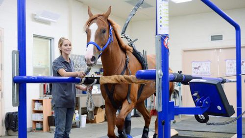 Esteira ergométrica veterinária para cavalos - MUSTANG2200  - Sascotec