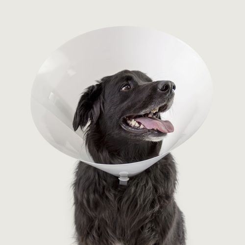 Colar elizabetano para cães - Betsy™ - KVP EU Ltd - transparente / em material plástico