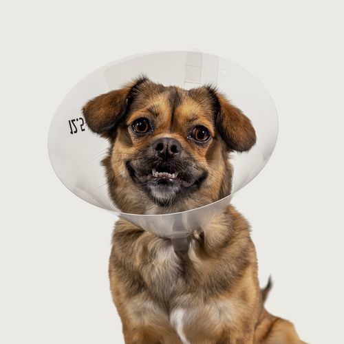 Colar elizabetano para cães - Betsy™ Clear - KVP EU Ltd - transparente / ajustável / em material plástico