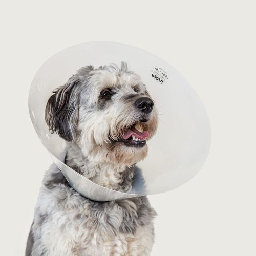 Colar elizabetano para cães - Check™ - KVP EU Ltd - transparente / ajustável