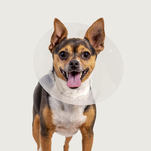 Colar elizabetano para cães - QuickFit™ - KVP EU Ltd - ajustável / transparente