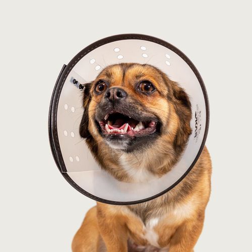 Colar elizabetano transparente - Saf-T-Clear™ - KVP EU Ltd - para cães / ajustável / em material plástico
