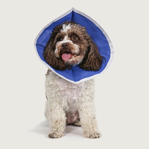 Colar elizabetano para cães - EZ Flex™ - KVP EU Ltd - ajustável