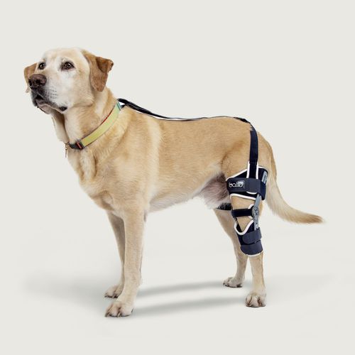 Órtese veterinária para cães - Balto® Ligatek - KVP EU Ltd - para joelho / articulada