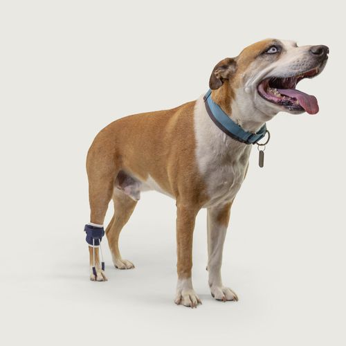 Tala veterinária para pata - Balto® Pull - KVP EU Ltd