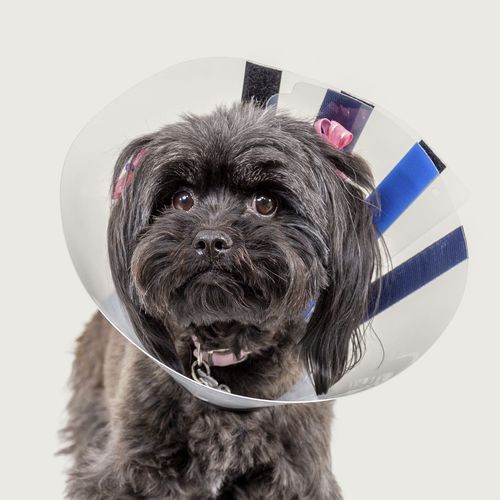 Colar elizabetano para cães - EZ Clear™ - KVP EU Ltd - ajustável / com fecho de Velcro®