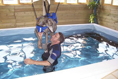 Elevador de transferência elétrico - Dogpools - de teto / veterinário / para piscina
