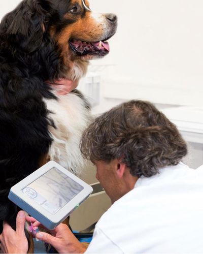 Localizador de veias veterinário - EasyVein™ - Epica Medical Innovations - para punção venosa / de mão / sem contato