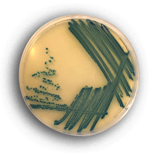 Reagente meio reacional - 02017 - RTA Laboratories - para isolamento bacteriano / para colorimetria / de Escherichia coli