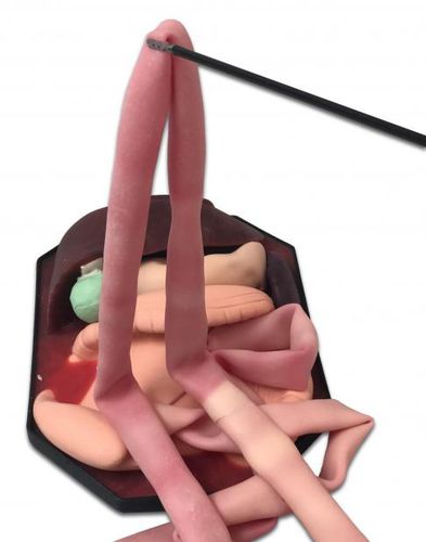Modelo de estômago - ID17 - 3-Dmed - de fígado / do intestino grosso / de intestino delgado