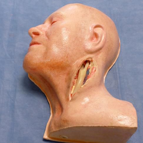 Simulador para treinamento - 3-Dmed - para cuidados gerais de saúde / para cirurgia vascular / masculino