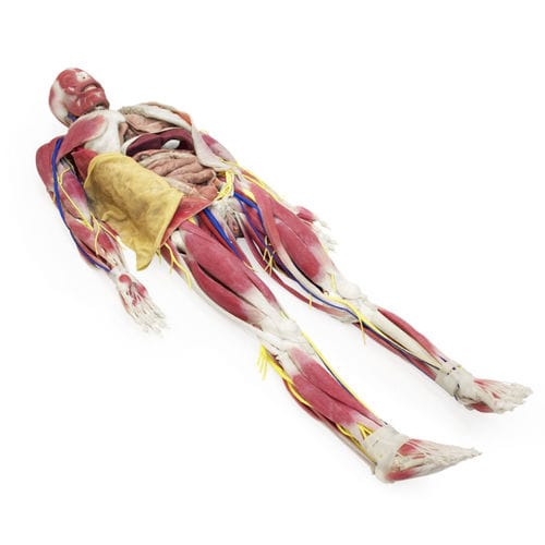 Modelo anatômico de pelve - 101200 - SynDaver Labs - de osso / corpo / de maxilares