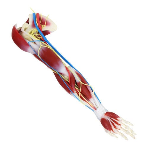 Modelo anatômico de ombro - G3  - SynDaver Labs - de escápula / de articulação / de músculo