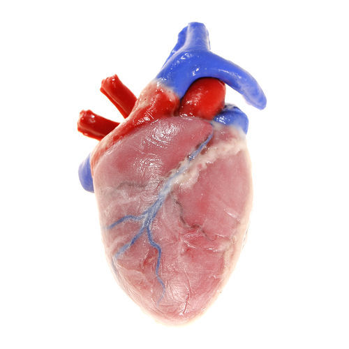 Modelo anatômico de coração - 104204 - SynDaver Labs - cardíaco / para ensino
