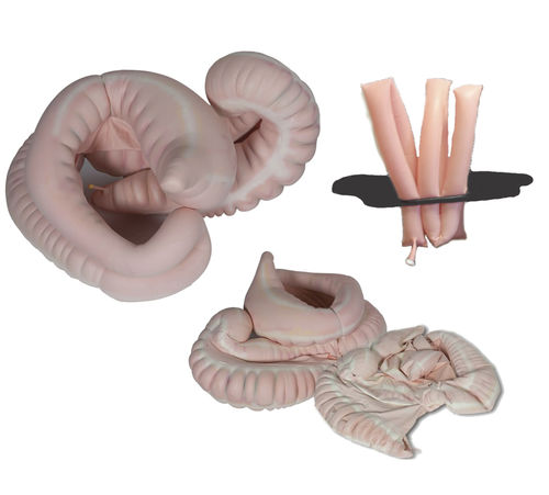 Modelo anatômico de sistema digestivo - Veterinary Simulator Industries - veterinário / para ensino / de cavalo