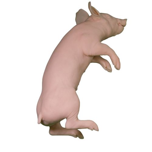 Manequim de treinamento veterinário - Veterinary Simulator Industries - de suíno / rosa