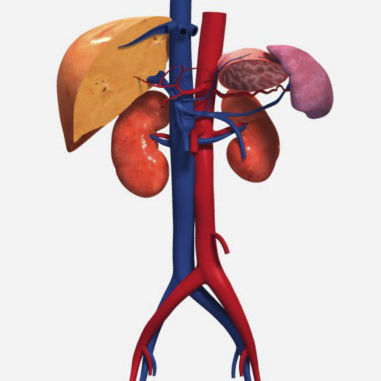 Módulo de simulação para ecografia - SIMTICS - para intervenção abdominal periférica / de anatomia / baseado em tecnologia Web