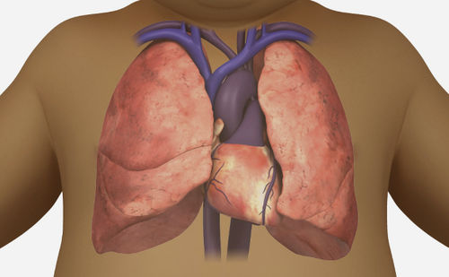 Módulo de software de visualização 3D - SIMTICS - didático / de anatomia / para ecocardiografia
