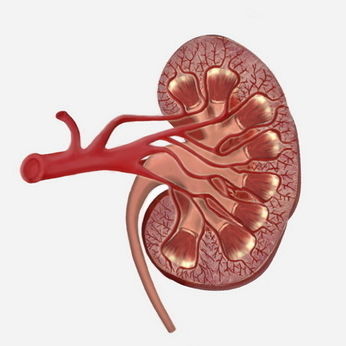 Módulo de simulação de cateterismo urinário - SIMTICS - para radiografia / de anatomia / baseado em tecnologia Web