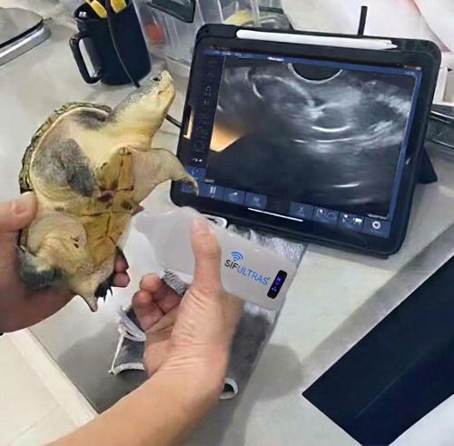 Aparelho de ultrassom de bolso - SIFULTRAS 5.08 - SIFSOF - geral / ginecológico e obstétrico / cardiovascular