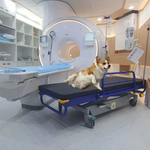 Carro-maca para ressonância magnética - HO-709A - Hongkong Medi - hidráulico / veterinário