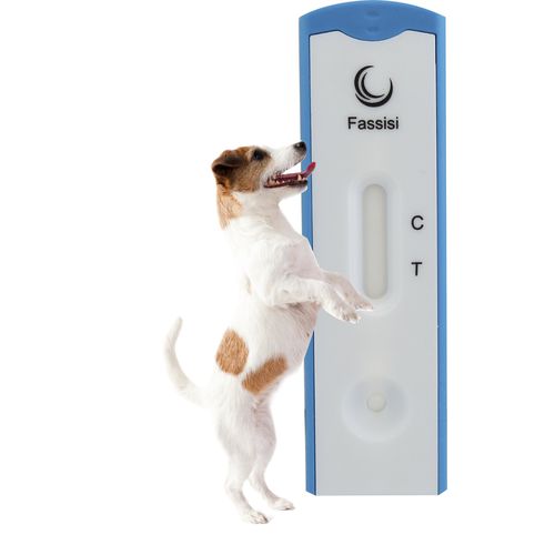 Teste rápido da leishmaniose - Fassisi, Gesellschaft für Veterinärdiagnostik und Umweltanalysen mbH - para cães / de Leishmania / de soro
