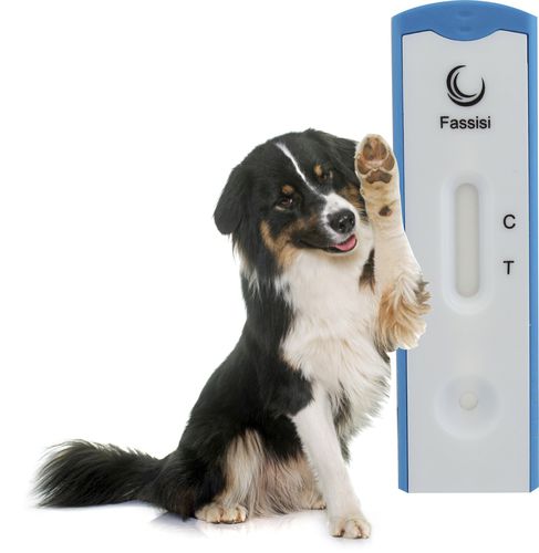 Teste rápido da doença de Lyme - LYMEBO - Fassisi, Gesellschaft für Veterinärdiagnostik und Umweltanalysen mbH - para cães / de Borrelia burgdorferi / de soro
