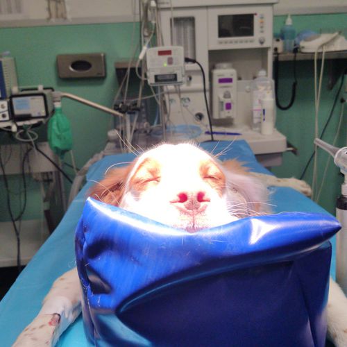Almofada de posicionamento - Vetbot - cirúrgica / veterinária / em espuma