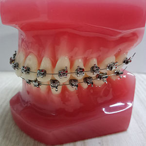 Modelo anatômico de dentição - Hangzhou DTC Medical Apparatus - para procedimentos odontológicos / para treinamento / em poliuretano