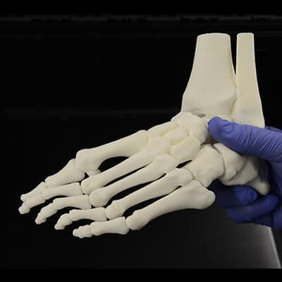 Modelo de osso - 3D Lifeprints UK Ltd - de pé / para treinamento