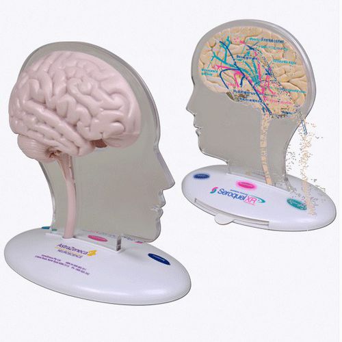 Modelo de cérebro - A569 - Apple Biomedical - para neurologia / para ensino / rosa