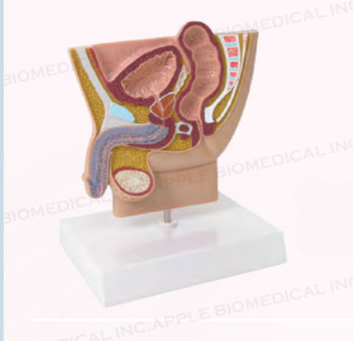 Modelo de pelve - A435 - Apple Biomedical - de reto / de bexiga / de próstata