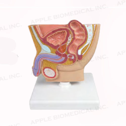 Modelo de reto - A283 - Apple Biomedical - de bexiga / de próstata / de testículos
